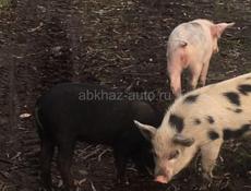Поросята 
