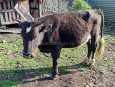 Продаётся бычок 