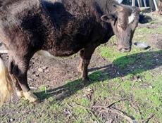 Продаётся бычок 