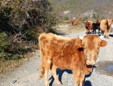 Продаётся скот 