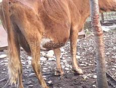 Продаётся скот 