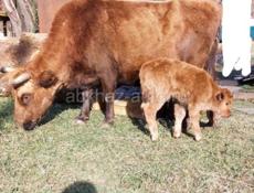 Продаётся скот 