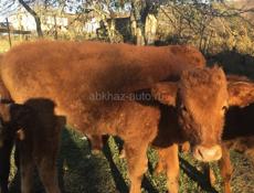 Продаю телят