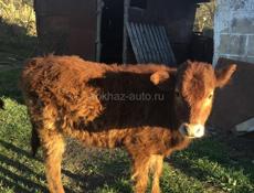 Продаю телят