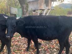 Продается корова 90кг! 