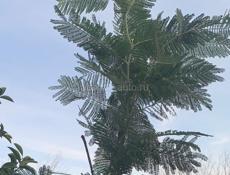 Продам корни мимозы 