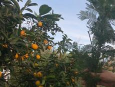 Продам корни мимозы