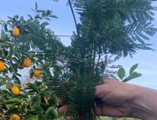 Продам корни мимозы