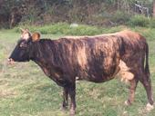 Срочно продаю.