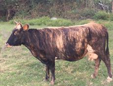 Срочно продаю.