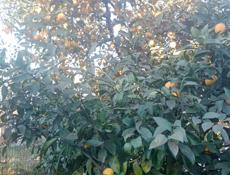 Срочно продам лимон надо собрать я сам саберу 