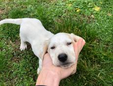 Продаю щенка