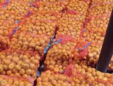 Продажа мандарина