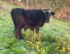 Продается бык  110 кг поселок Агудзера 