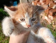 Отдам в добрые руки 