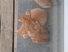 Отдам в добрые руки 