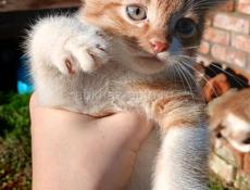 Отдам в добрые руки 