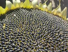 Продаю Бычков и телочку