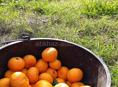 Мандарины  Гулрыпшский район, село Мясникова 