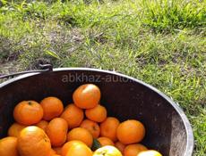 Мандарины  Гулрыпшский район, село Мясникова 