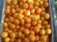Продам собранные мандарины 