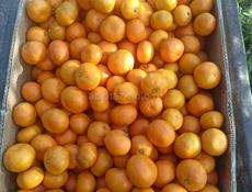 Продам собранные мандарины 