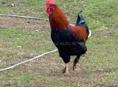 Домашние индюки и петухи 