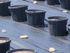 Горшки 55 л для посадки растений