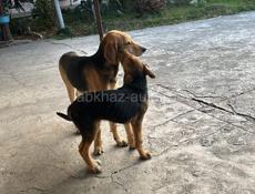 Потерялись собаки