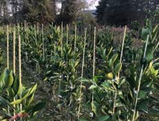 Продаются раннеспелые сорта цитрусовых 