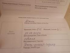 Джек Рассел терьер 