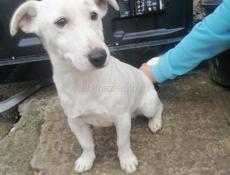 Джек Рассел терьер 