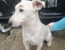 Джек Рассел терьер 