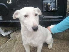 Джек Рассел терьер 