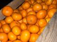 Продаю собранные мандарины 800 кг 
