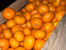 Продаю собранные мандарины 800 кг 
