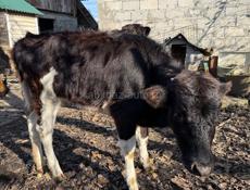 Продается телочка