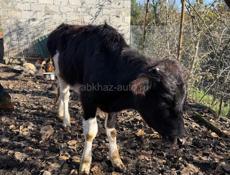 Продается телочка