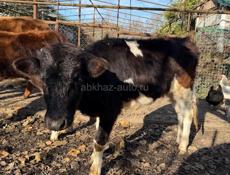 Продается телочка