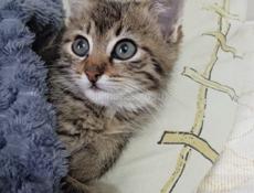 Отдаём котёнка в добрые руки! 🐈⬛