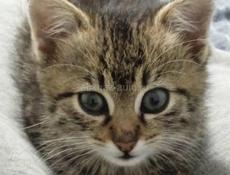 Отдаём котёнка в добрые руки! 🐈‍⬛