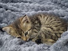 Отдаём котёнка в добрые руки! 🐈⬛