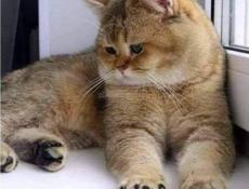 Участок с ветхим строением 