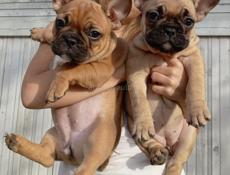 Шикарные щенки Французского бульдога