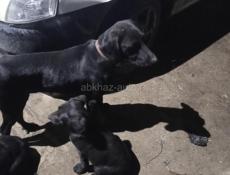 В добрые руки мама охотничья