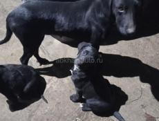 В добрые руки мама охотничья