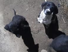 В добрые руки мама охотничья