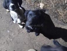 В добрые руки мама охотничья