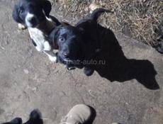 В добрые руки мама охотничья