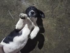 В добрые руки мама охотничья